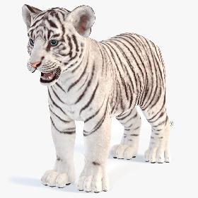 White Baby Tiger 3D model